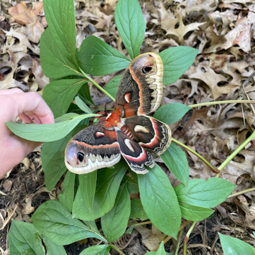Meet your Posher, Molly